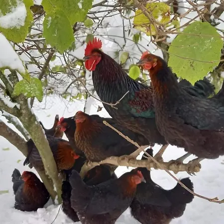 Coqcooning